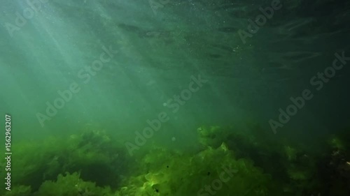 Algae in murky waters in the Black Sea
