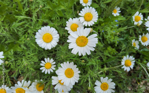 Chamaemelum nobile, (Asteraceae) or Chamomile flowers in the medicinal and herbal garden.