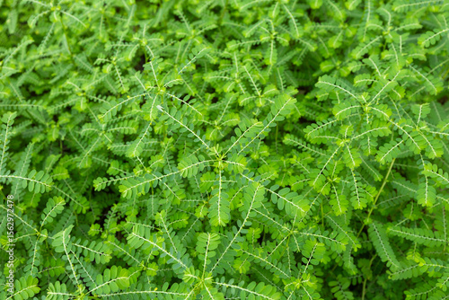 Phyllanthus niruri or gale of the wind