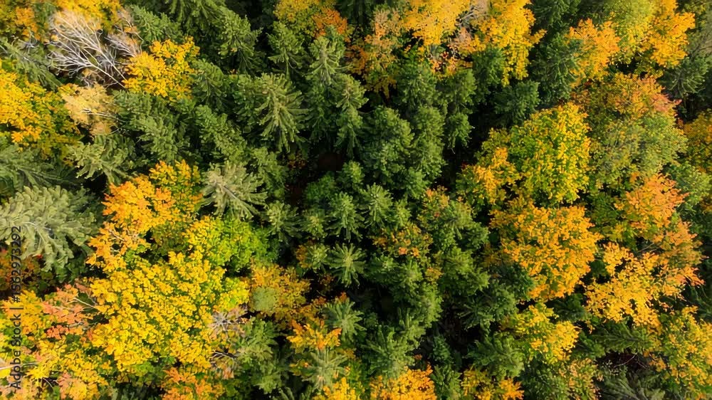 Aerial View of Forest Trees – Drone Landscape Showing Lush Green Canopy from Above
Aerial View of Forest Trees – Drone Landscape Showing Lush Green Canopy from Above