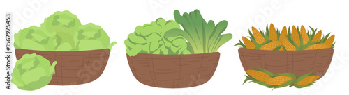 Vector illustration featuring baskets of fresh greens and corn. Shows three baskets filled with lettuce, leafy greens, and corn, ideal for agricultural and market-related designs.