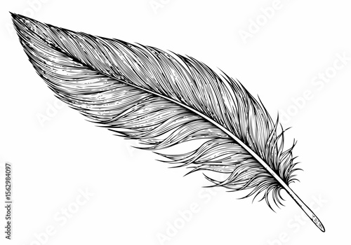 Detailed black and white illustration of a single delicate feather on a white background