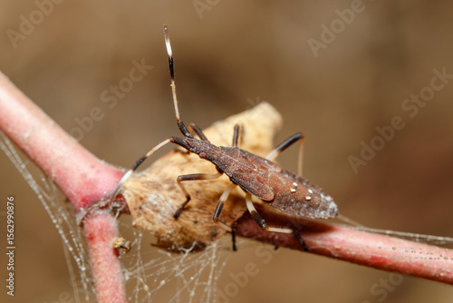 Dicranocephalus albipes true bug walking on a green plant on a sunny day