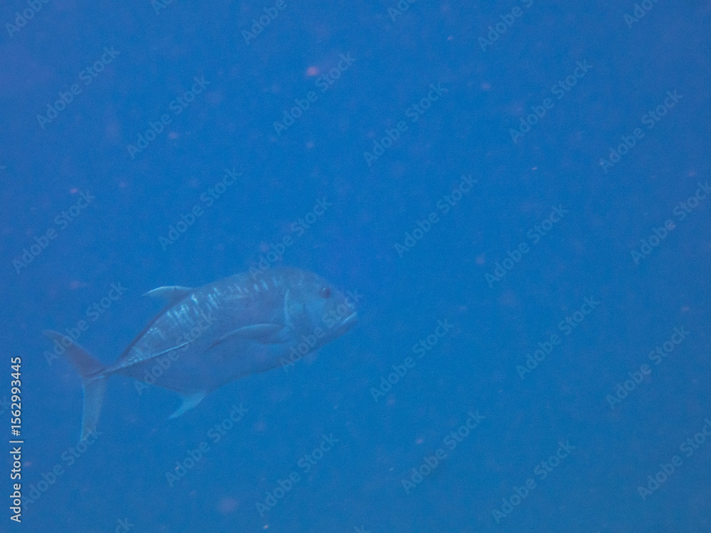 Fototapeta premium Giant trevally swimming