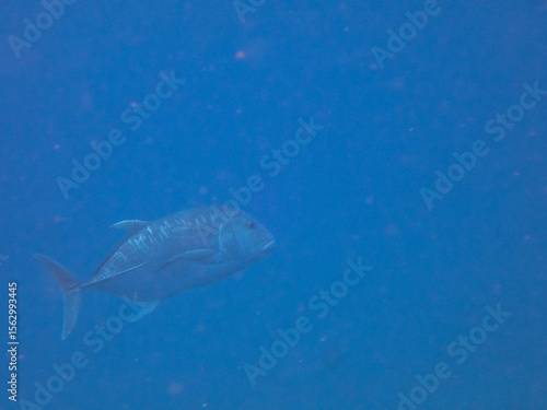 Giant trevally swimming