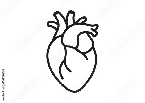 Human anatomical heart thin line art vector, Human anatomical heart thin icon