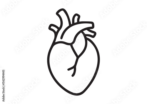 Human anatomical heart thin line art vector, Human anatomical heart thin icon