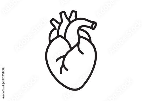 Human anatomical heart thin line art vector, Human anatomical heart thin icon