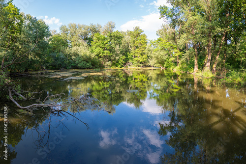 Wetland pond with reflection of floodplain forest in Borša forest, Latorica, Košice region, Slovakia. Protected natural habitat full of biodiversity, calm and wild nature.