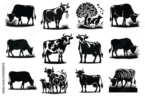 Black cattle grazing and standing livestock farm