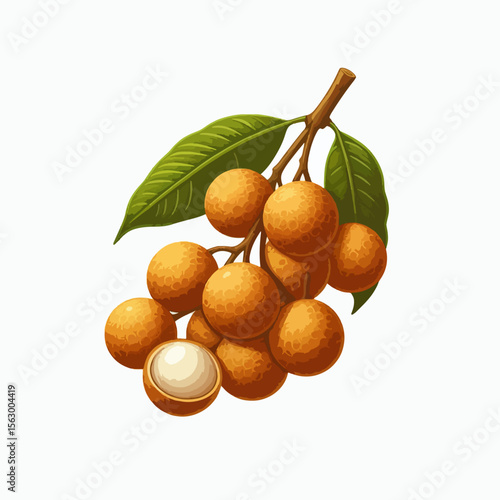 Digital illustration showcases a cluster of longans on a branch.  The fruits are depicted with realistic detail and vibrant colors.