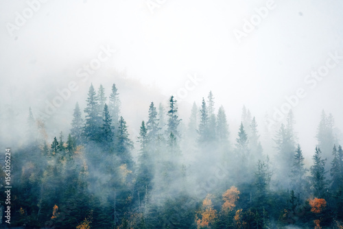 Aerial picture of fog in the forrest