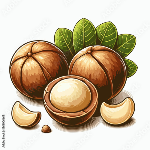 Digital illustration of macadamia nuts, whole and broken open, with leaves, presented on a white background.