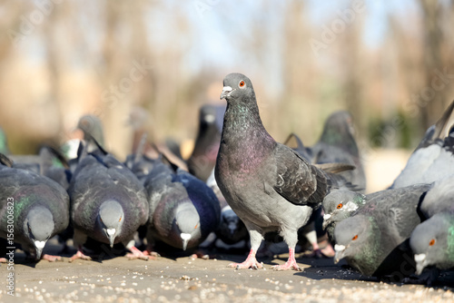 Flock of pigeons eating gra...