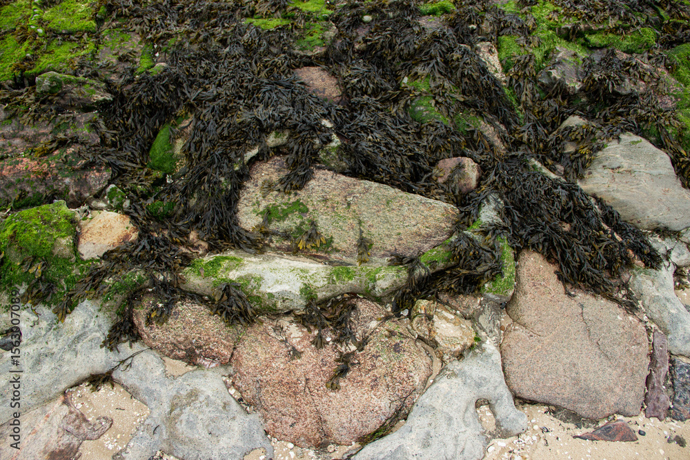 Obraz premium Green seaweed on the shore of the Baltic Sea in Germany during low tide. Coastal marine plants exposed by retreating water. Natural seaside ecosystem.