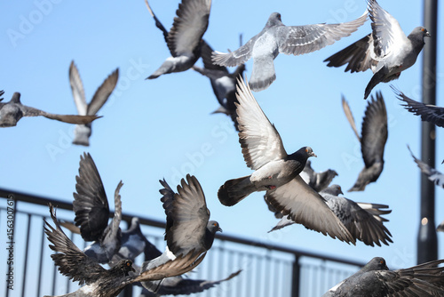 Flock of pigeons flying on ...