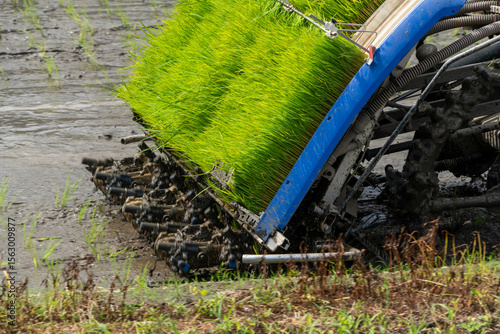 people doing rice planting by a rice planting machine in paddy field in Itoshima city, Japan.