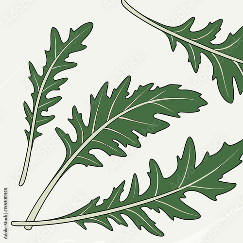 Fresh arugula leaves with jagged edges isolated on white background