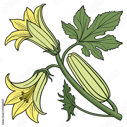 Zucchini with flowers isolated on white background