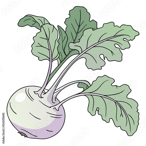 A kohlrabi with leaves is shown in a still life illustration