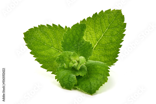 Mint Leaves, Mentha, isolated on white background