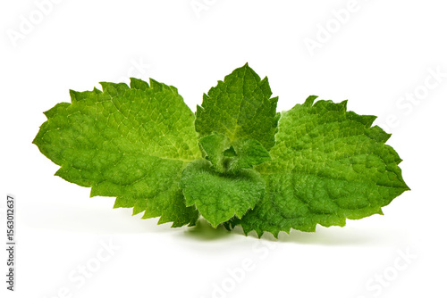 Fresh Mint Leaves Mentha, isolated on white background