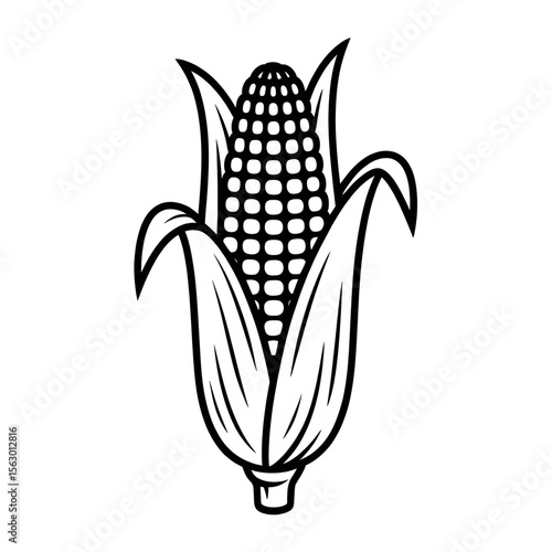 corn cobs isolated on white