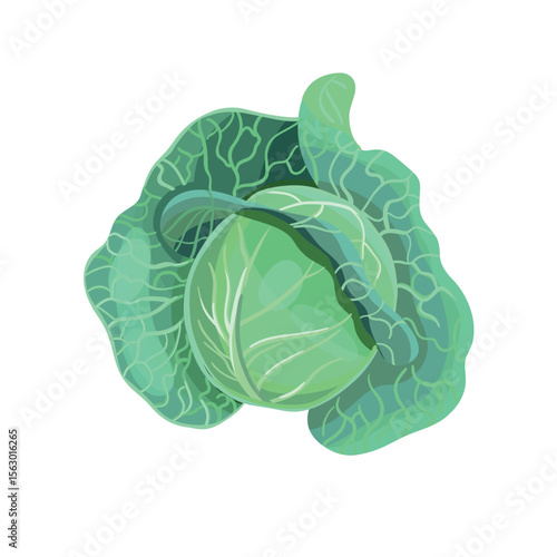 Cartoon green young cabbage on white background
