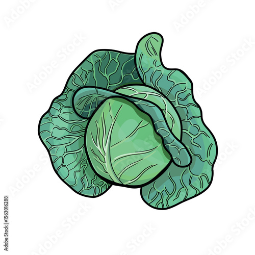 Cartoon green young cabbage with black outline on white background