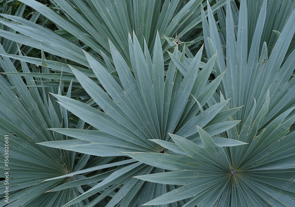 Fototapeta premium Close-up of a Fan Palm's Delicate, Light-Gray Leaves
