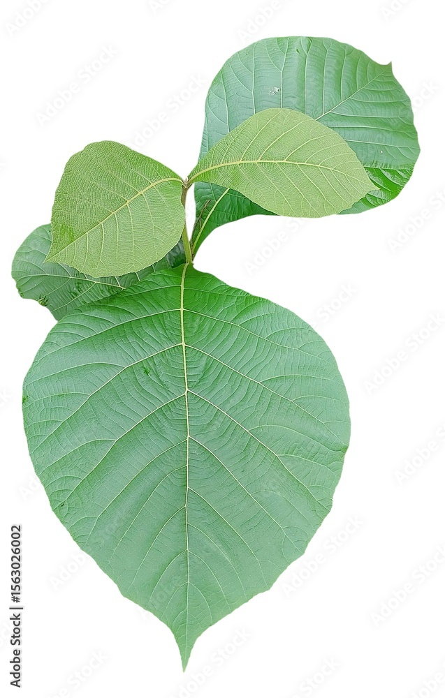 Fototapeta premium Macro view of a growing plant stem with large textured green leaves on a white background
