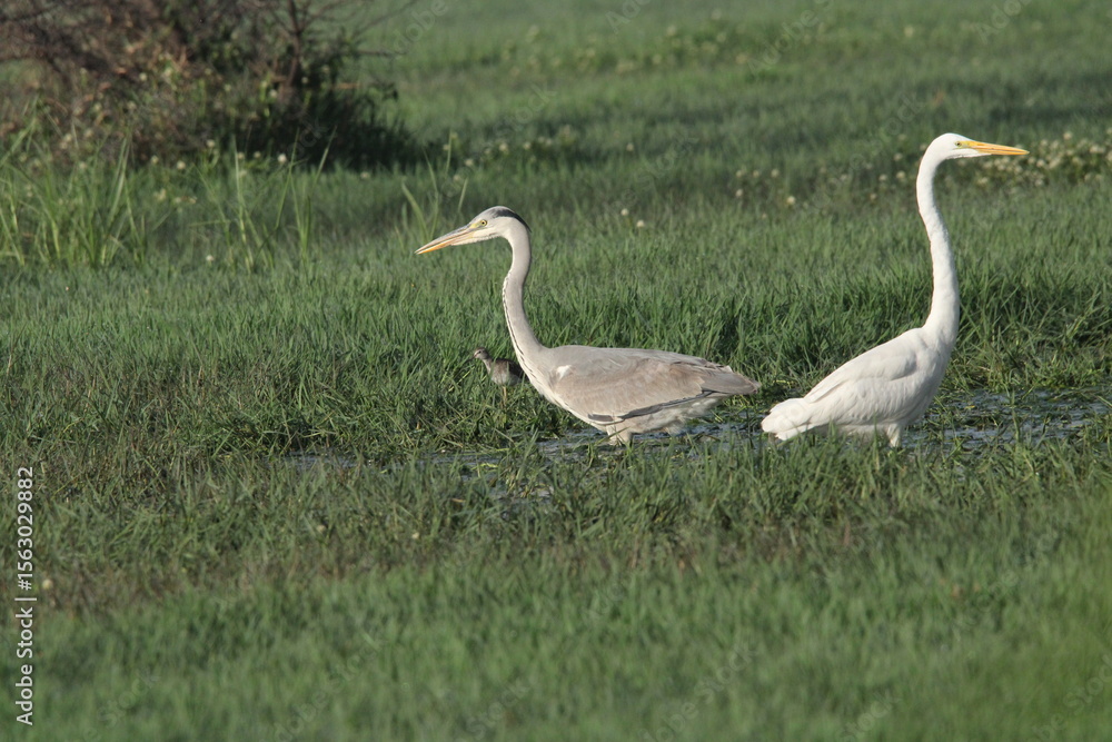 Naklejka premium Birds in Lake grass