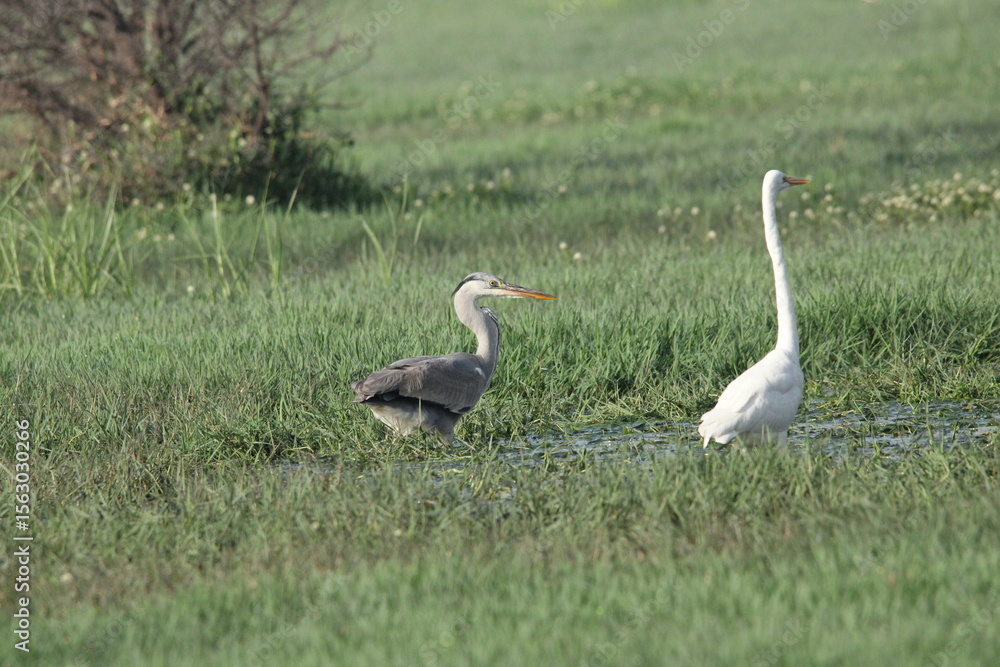 Fototapeta premium Birds in Lake grass