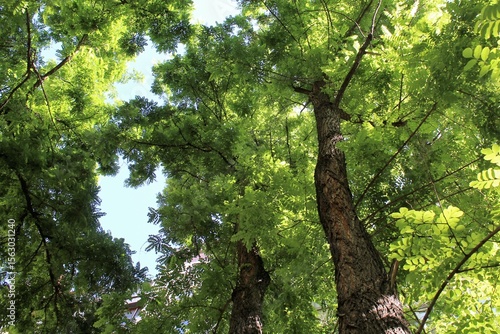 green acacia trees in summer