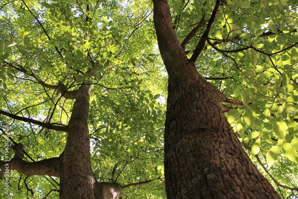 Naklejka premium walnut tree in summer, green fresh leaves on the tree