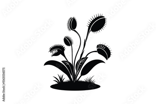 Venus Flytrap Plant Silhouette on White Background