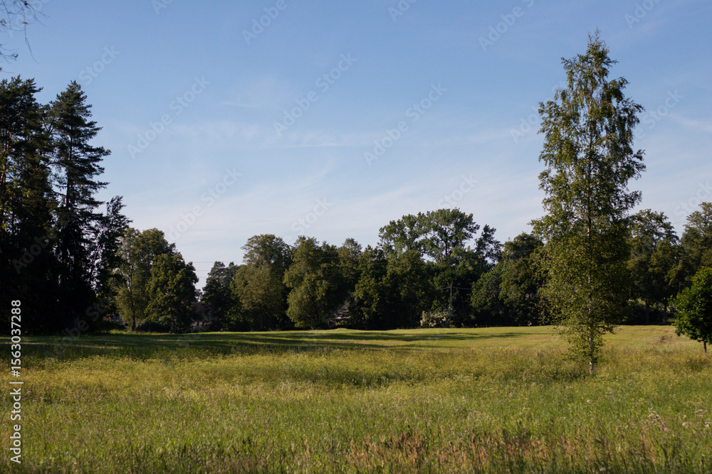 Obraz premium Wide grassy meadow under clear blue sky with trees along the edges, capturing a peaceful rural summer landscape.