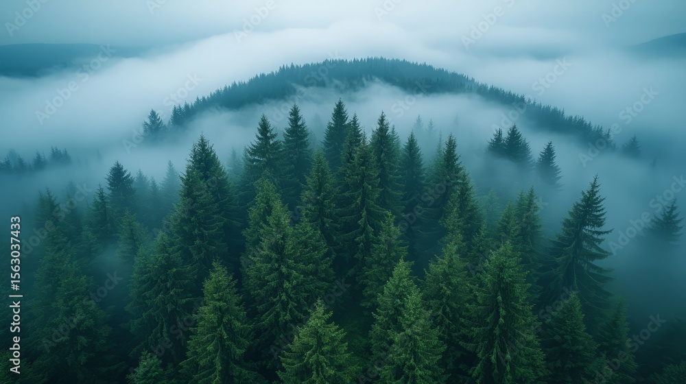 Aerial view of a dense evergreen forest shrouded in thick atmospheric fog with misty mountains in the background Aerial view of a dense evergreen forest shrouded in thick atmospheric fog with misty mountains in the background