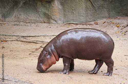 Adorable 11 months old Pygmy Hippopotamus calf relaxing after her morning bathing