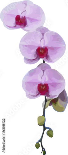 vector image of a violet orchid flower on a white background