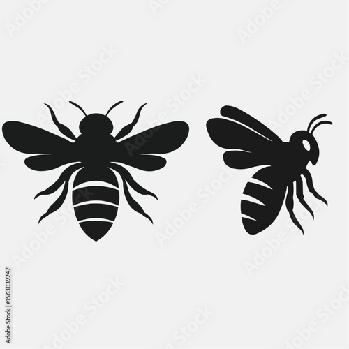 black and white wasp