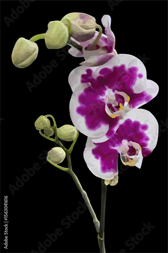 vector image of moon orchid flower on a black background