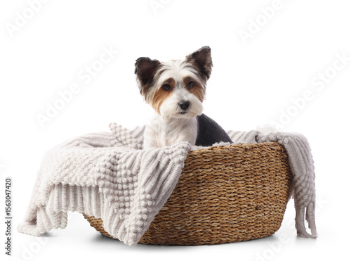 Adorable biewer terrier pup...