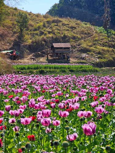 flowers in the mountains