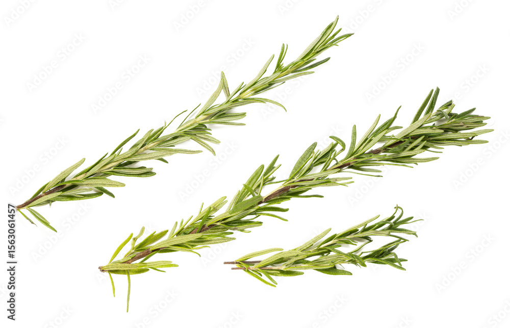 Fototapeta premium Fresh organic rosemary herb sprigs isolated on transparent background, aromatic mediterranean culinary seasoning, green needlelike leaves, raw plant for cooking