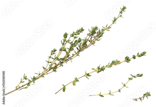 Quadro em tela Fresh thyme herb sprigs with vibrant green leaves and woody stems, isolated on t