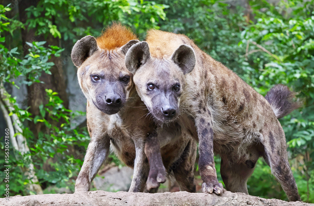 Female and male Spotted Hyenas in an open zoo, native to sub-Saharan Africa Female and male Spotted Hyenas in an open zoo, native to sub-Saharan Africa