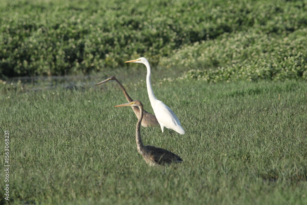 Fototapeta premium Heron