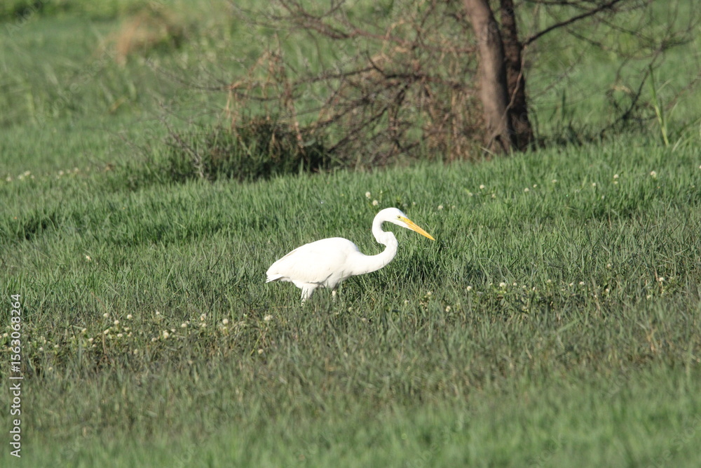 Fototapeta premium Heron