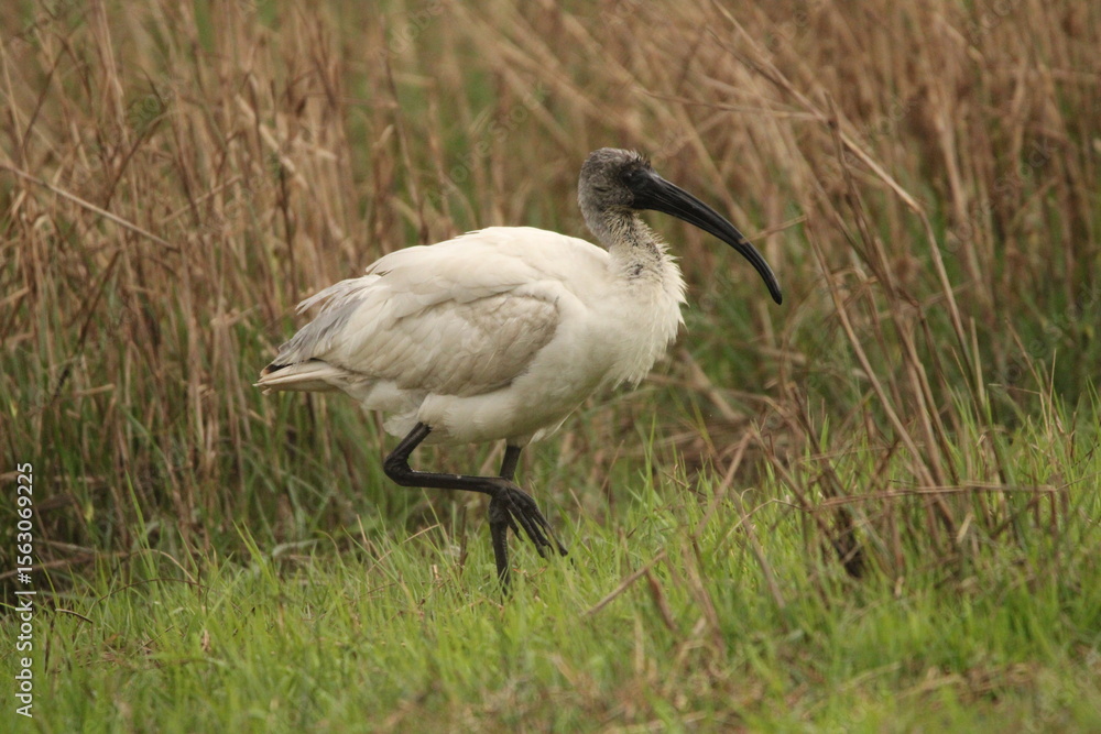 Fototapeta premium Ibis